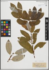 Foto von Salix piperi Bebb